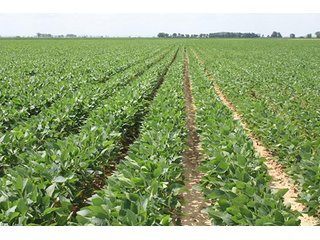 Property photo 8 - MID-DELTA REGION PRODUCTIVE CROPLAND AUCTION - 4,783+/- ACRES OFFERED IN 10 TRACTS